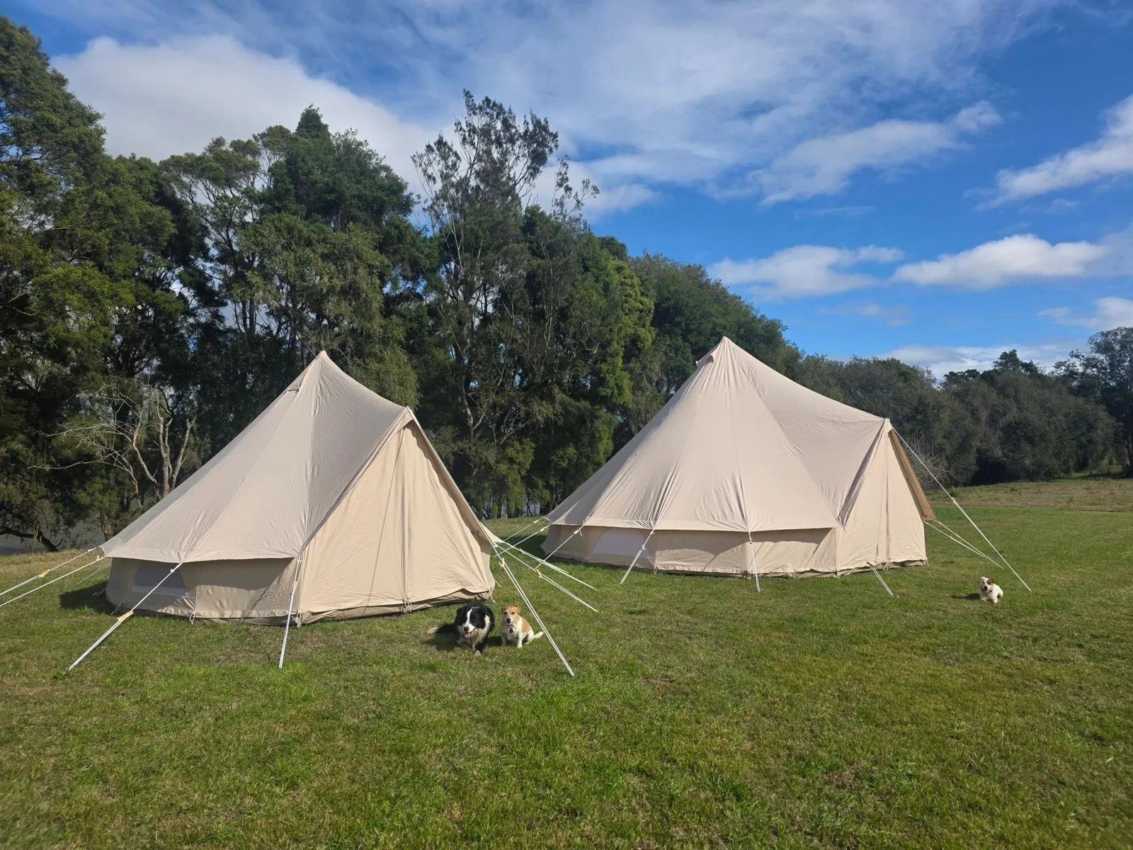 Classic Bell tents set up on grass